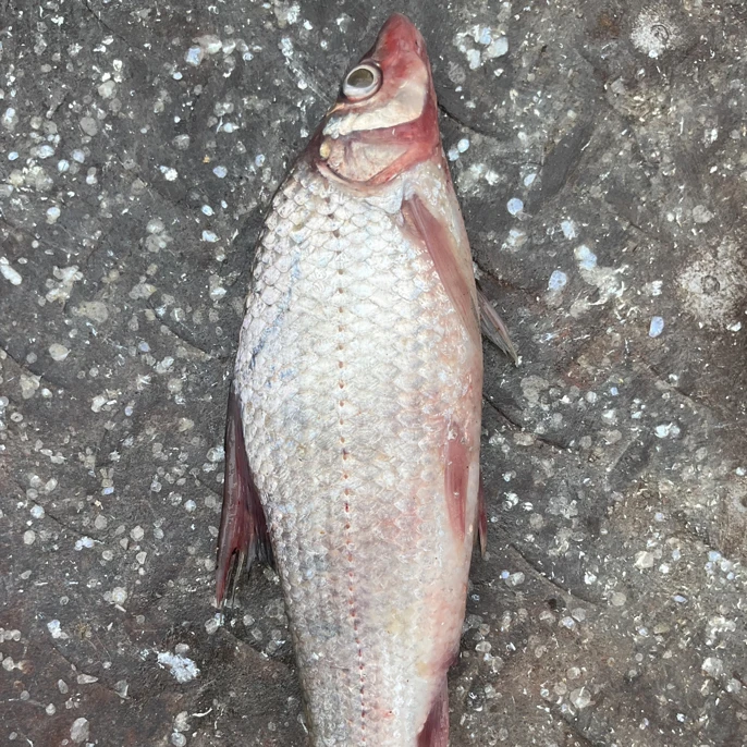 兴凯湖虫虫鱼。野生淡水鱼