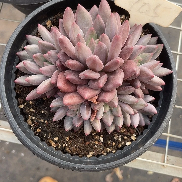 左***边两单包邮，一物一拍105