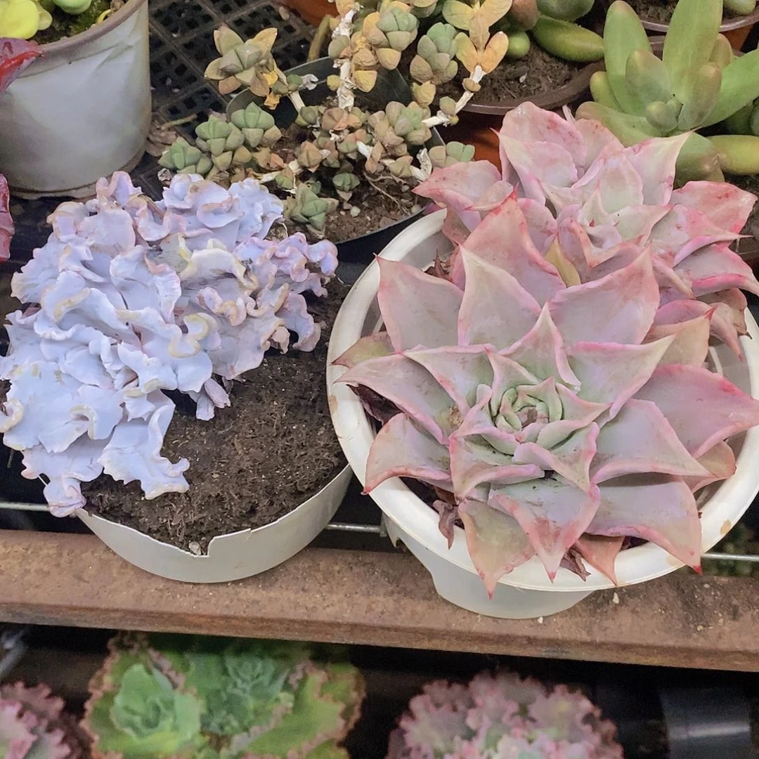芭蕾舞者，饺子皮双头各一
