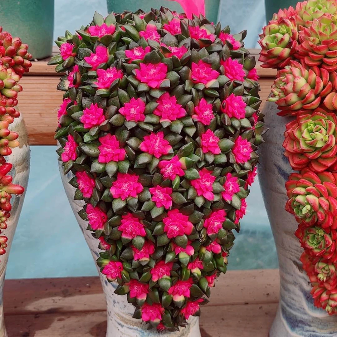 紫气东来多肉植物