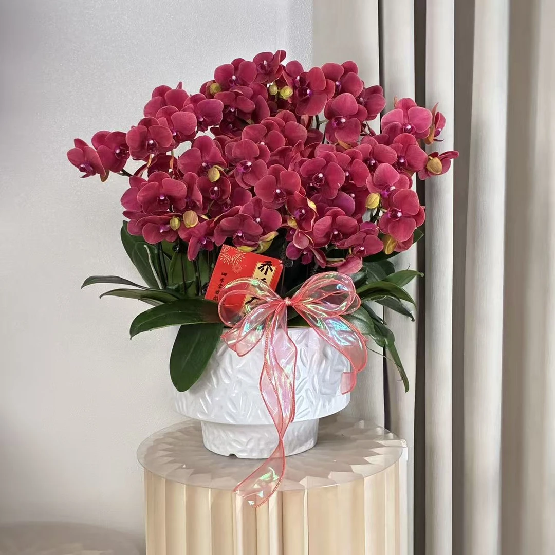 蝴蝶兰 【砂糖橘】蜡质花红色 好养耐养 欧品花 送人送礼 基地直发