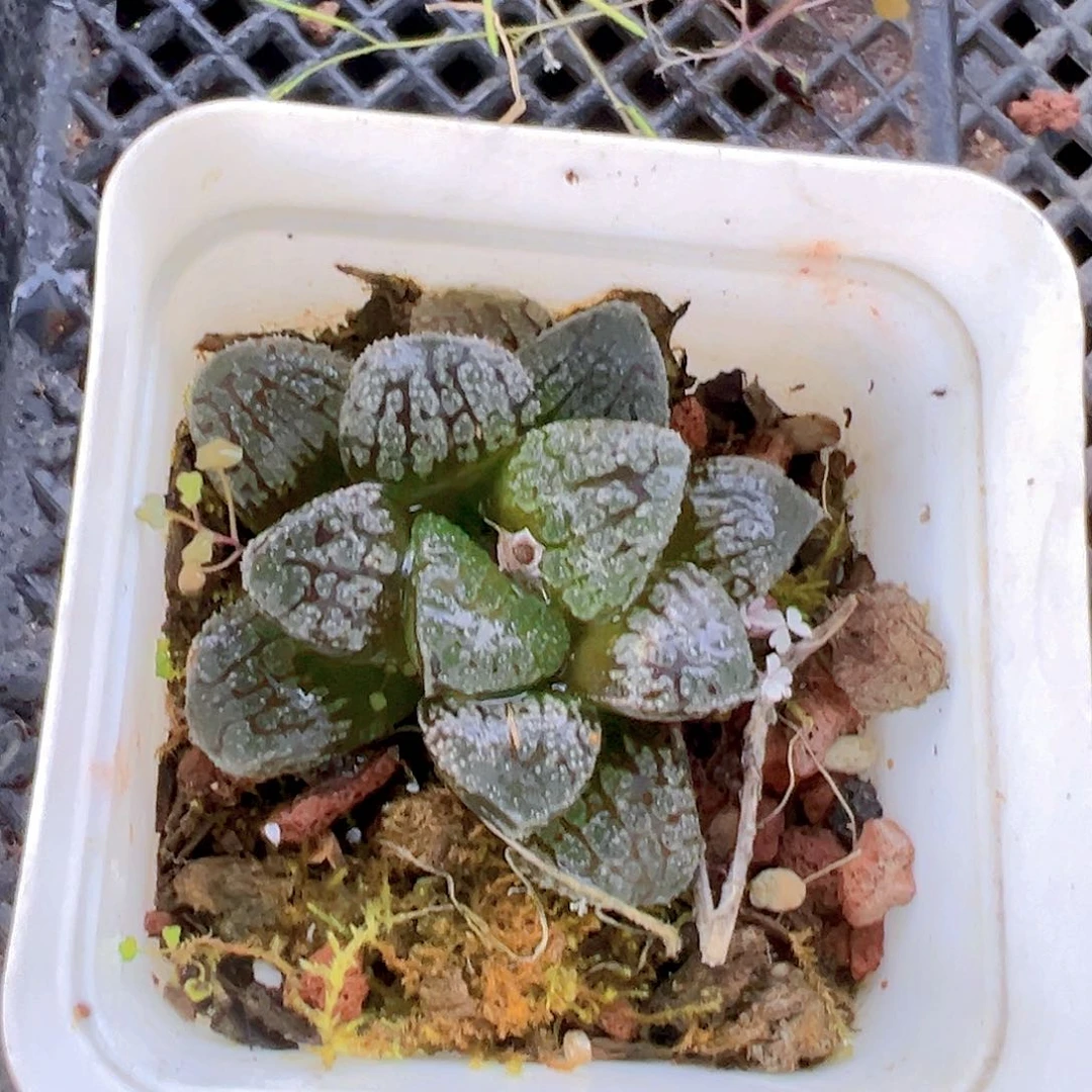 魔多寿多肉多肉多肉1