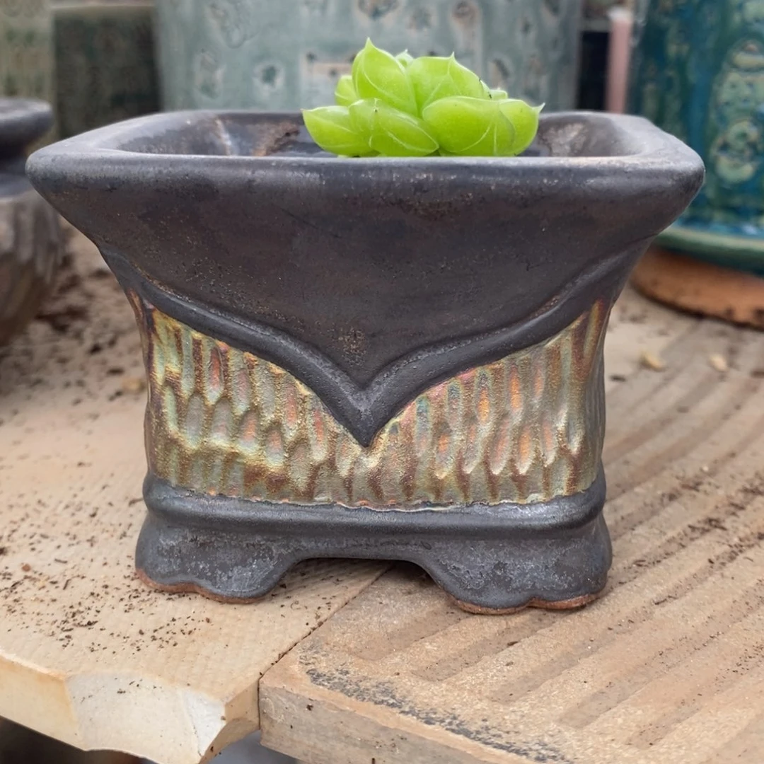 张*鱼尾盆一个啦啦