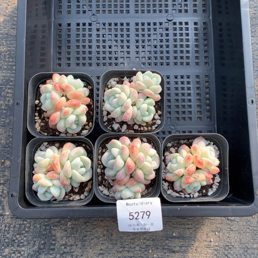 特5279冰玉3头5到6厘米5颗一组脱土发