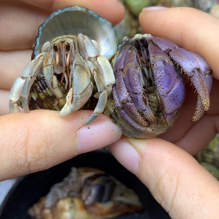 c32，紫里拉异色灰白组合