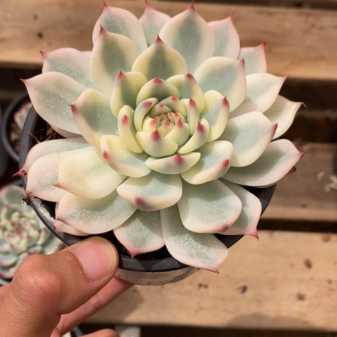 吉娃娃锦多肉植物6919
