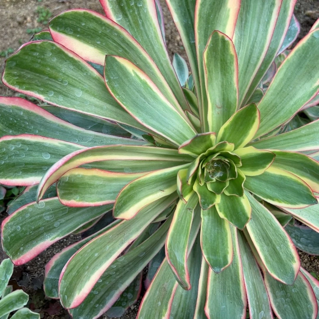 76红魔女多肉多肉