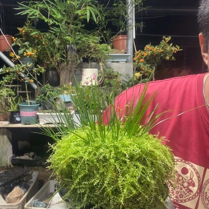 拒***)以实际为准盆景绿植盆栽157