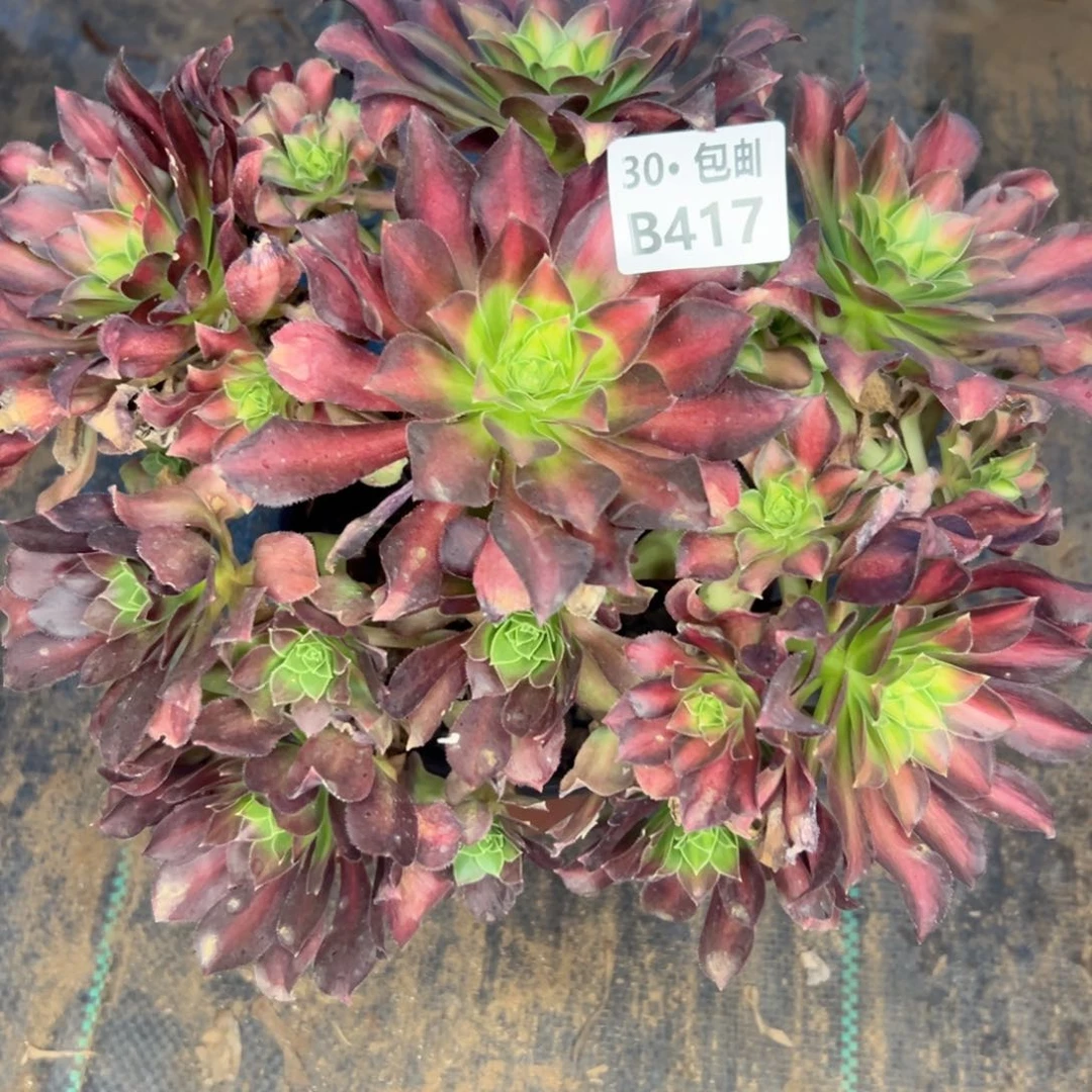 417 多肉断枝不包