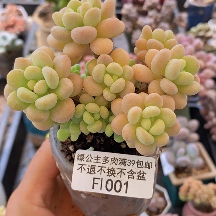 洛可可7cm1001多肉植物