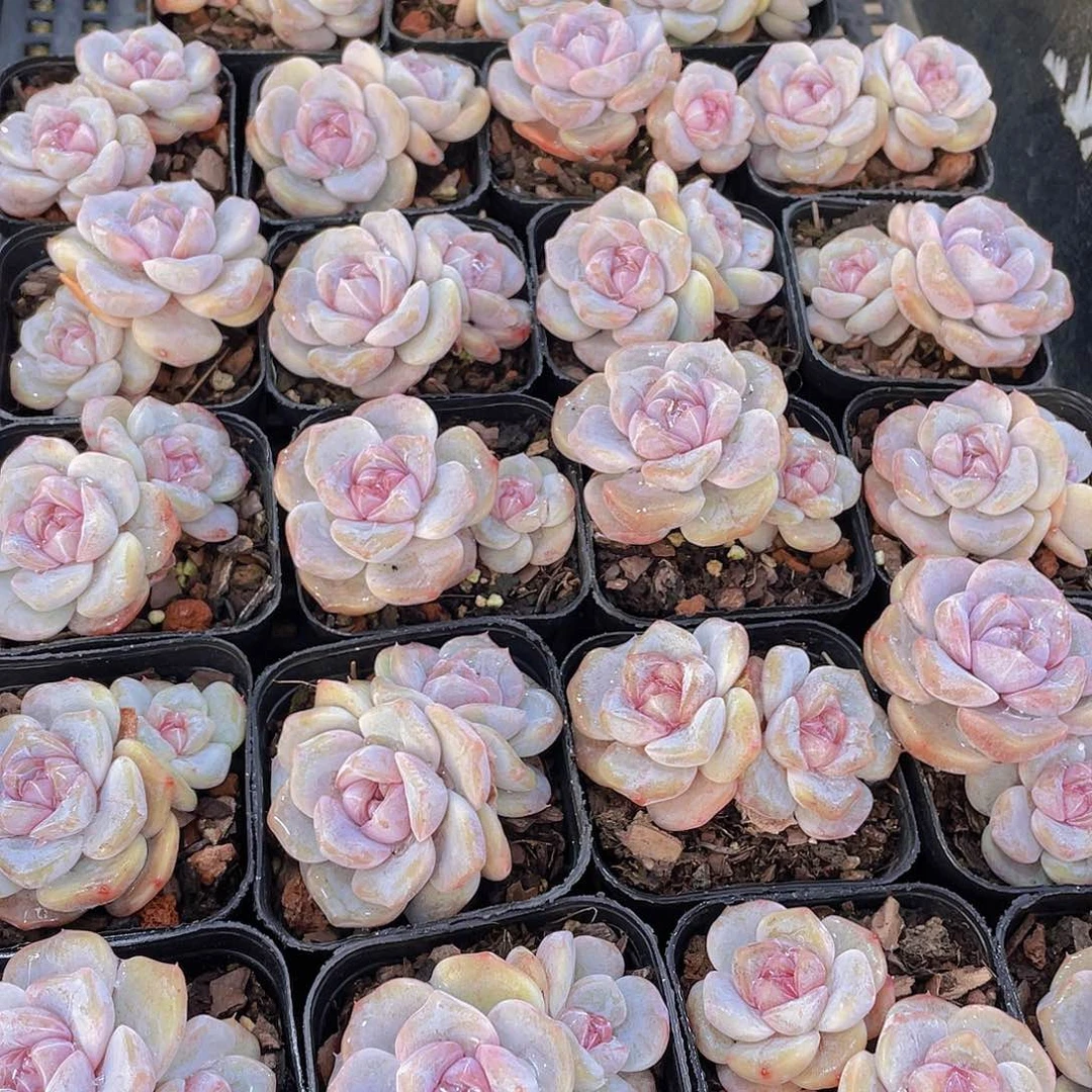 量拍105号 芋圆啵啵双头一个