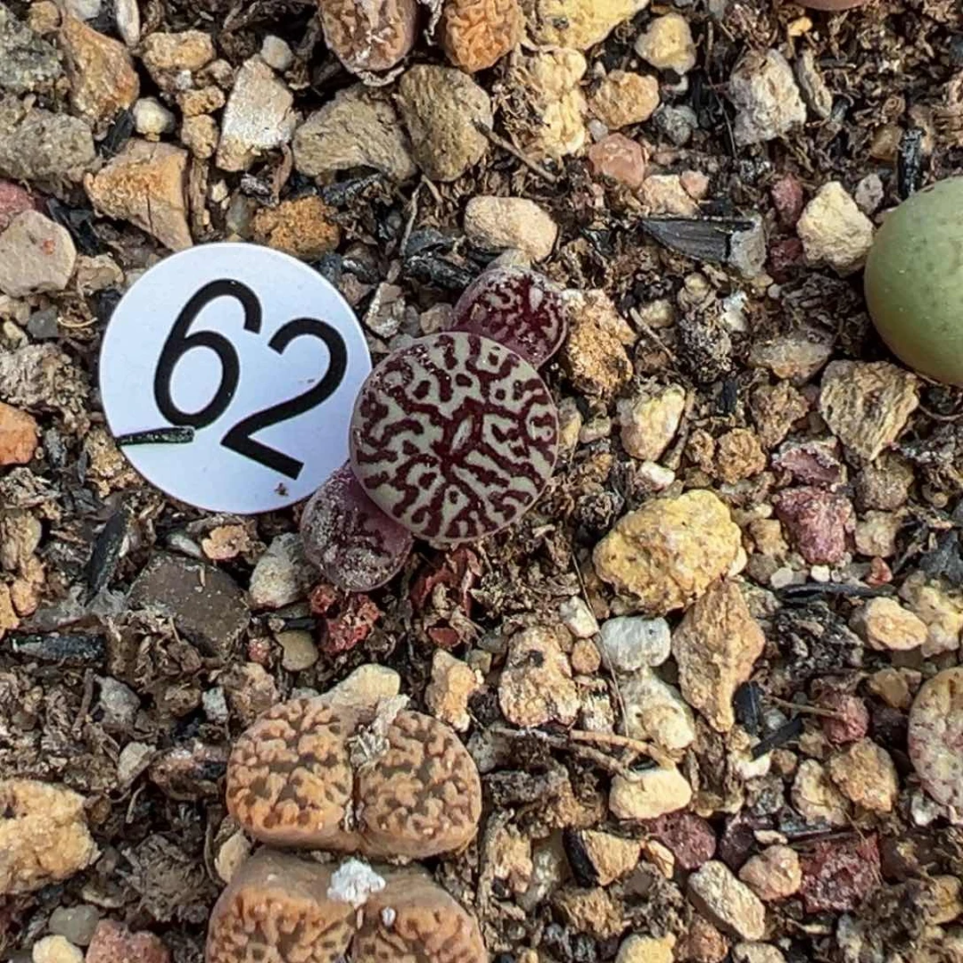 多肉植物1111111111111