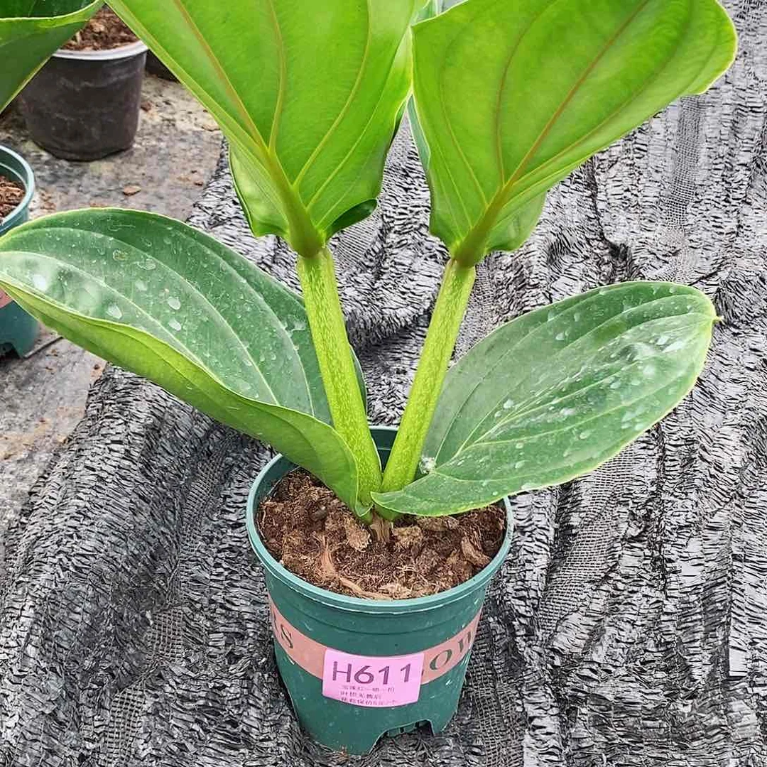 无花朵用****7木本花卉611