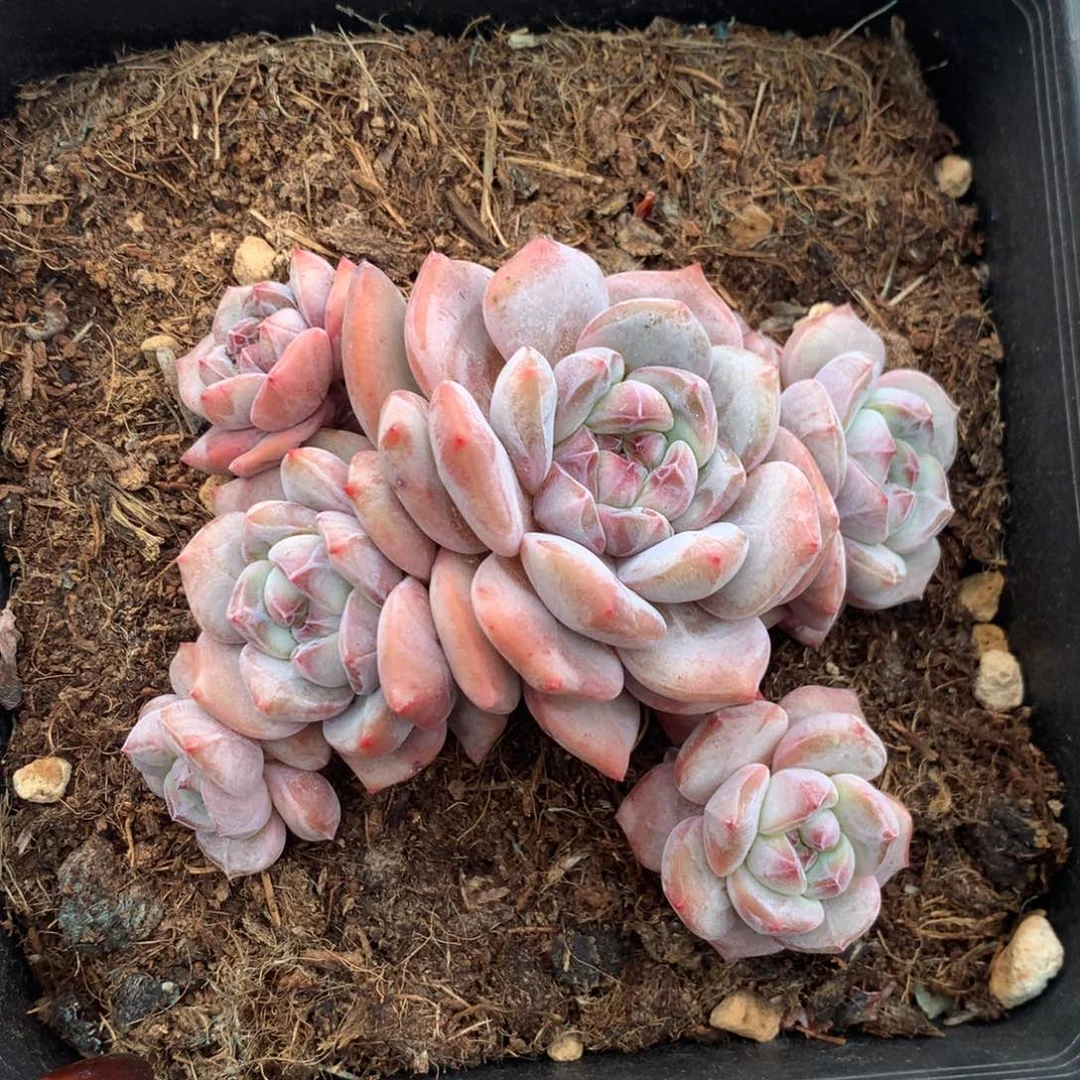 石榴籽小脸花花花花