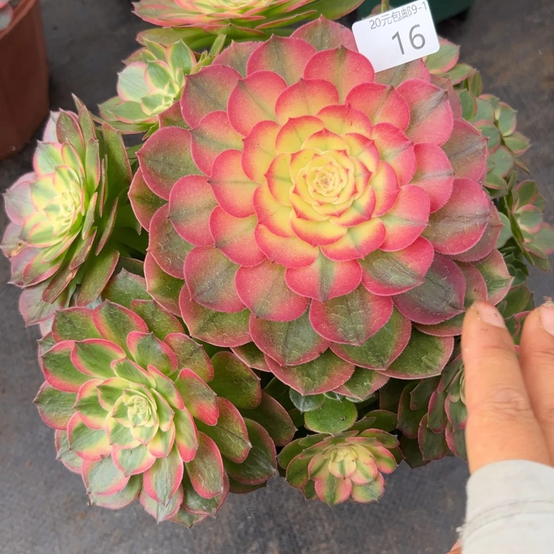 16玉芙蓉多肉植物