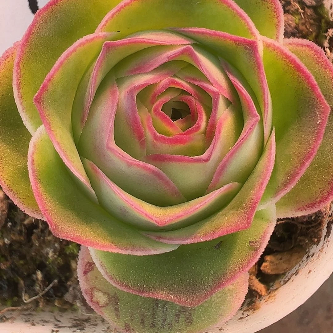 陈陈913绝色一号。