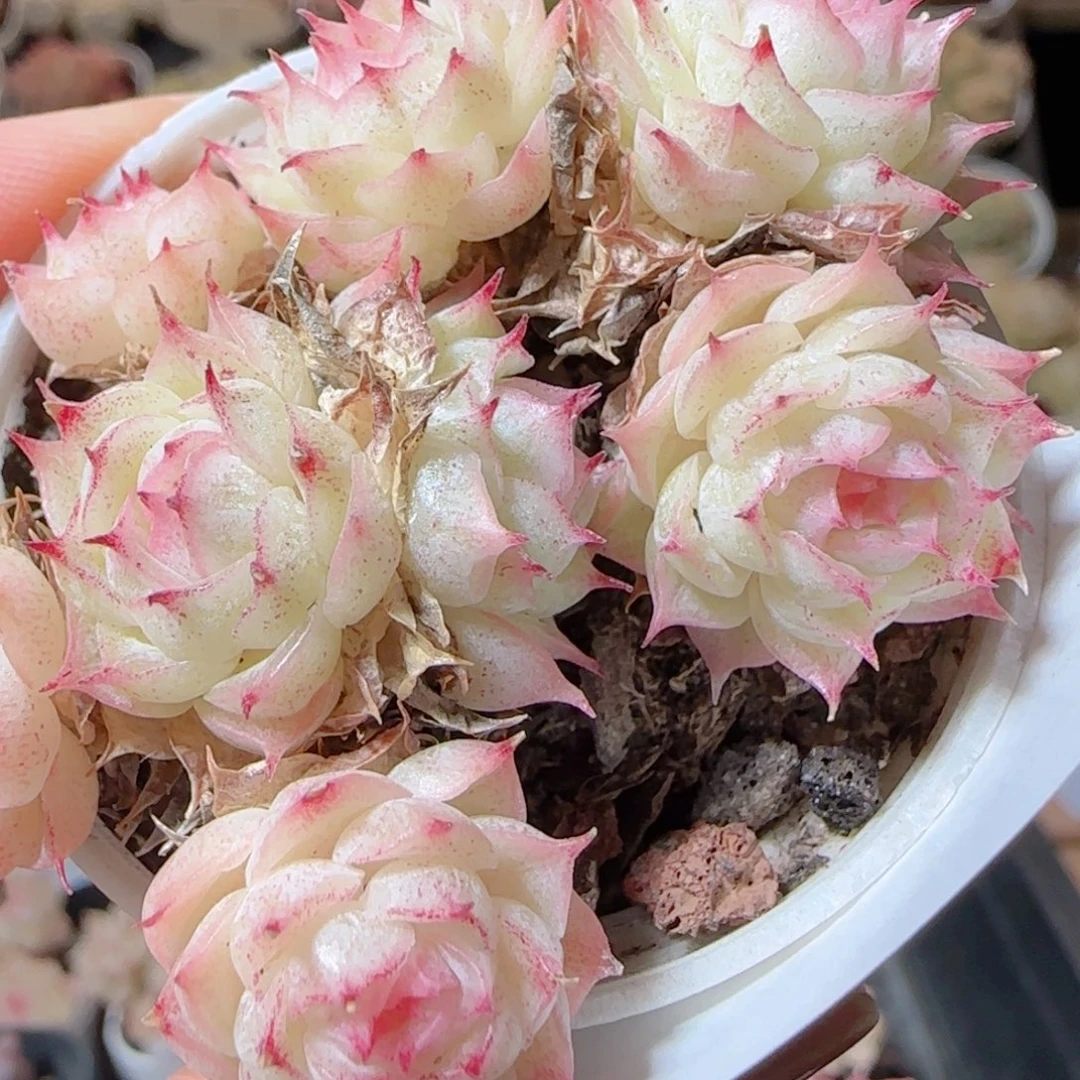 花语多肉1228-24魔仙包子散