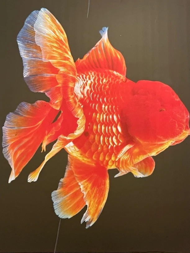 福州如意兰寿金鱼 拍前请阅读链接详情运费自理马印灯照射