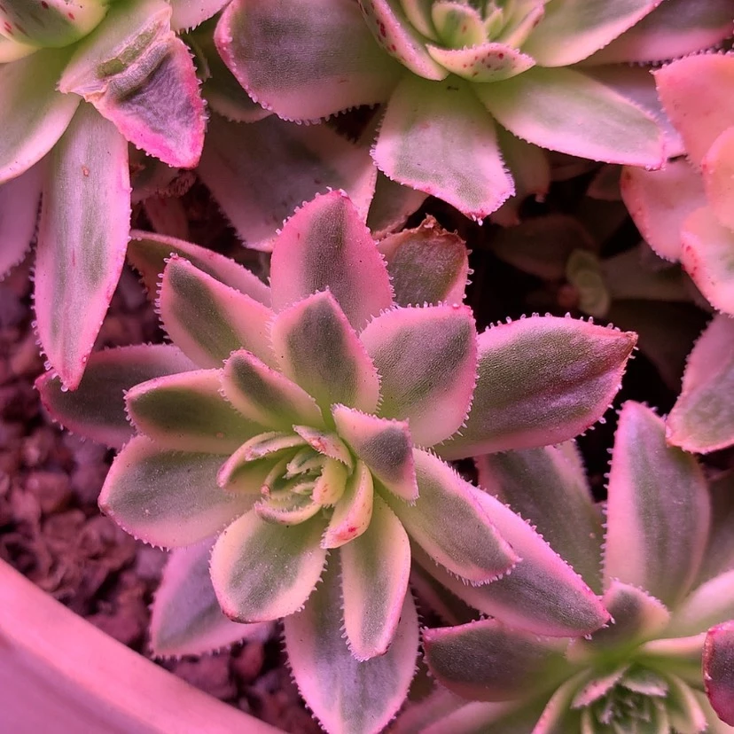 【闪购商品】彩*枚法088