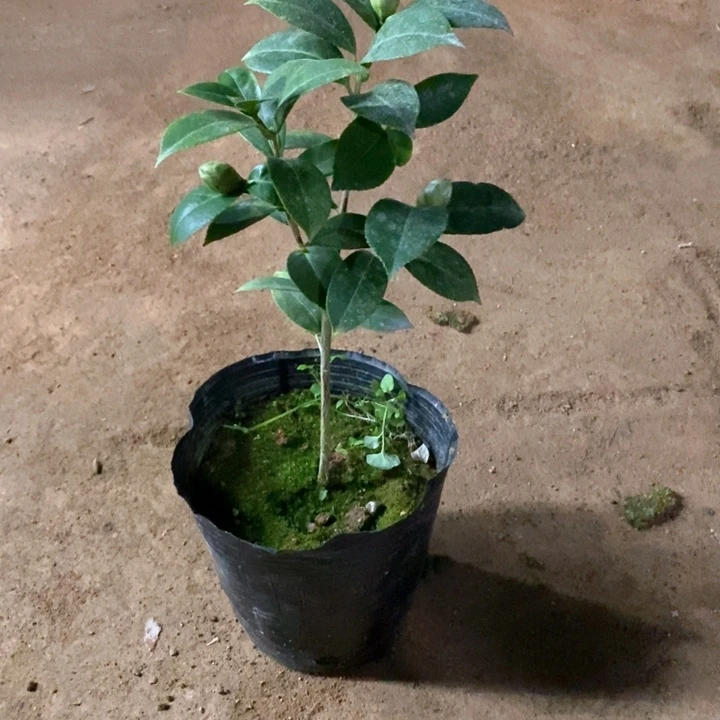 斑水乌差价。一物一拍