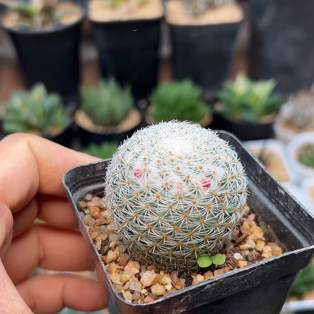 雪顶乳突实生球一颗