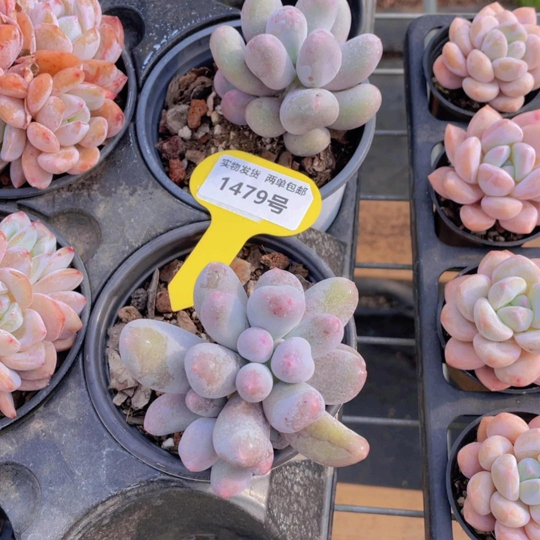 1479号 韩货正版米可奶酪双头一个