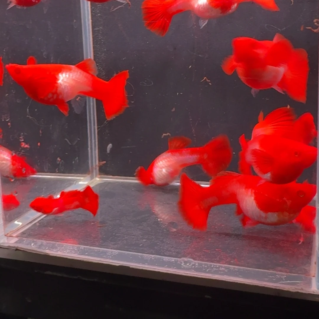 孔雀鱼双分水10对赠两小母