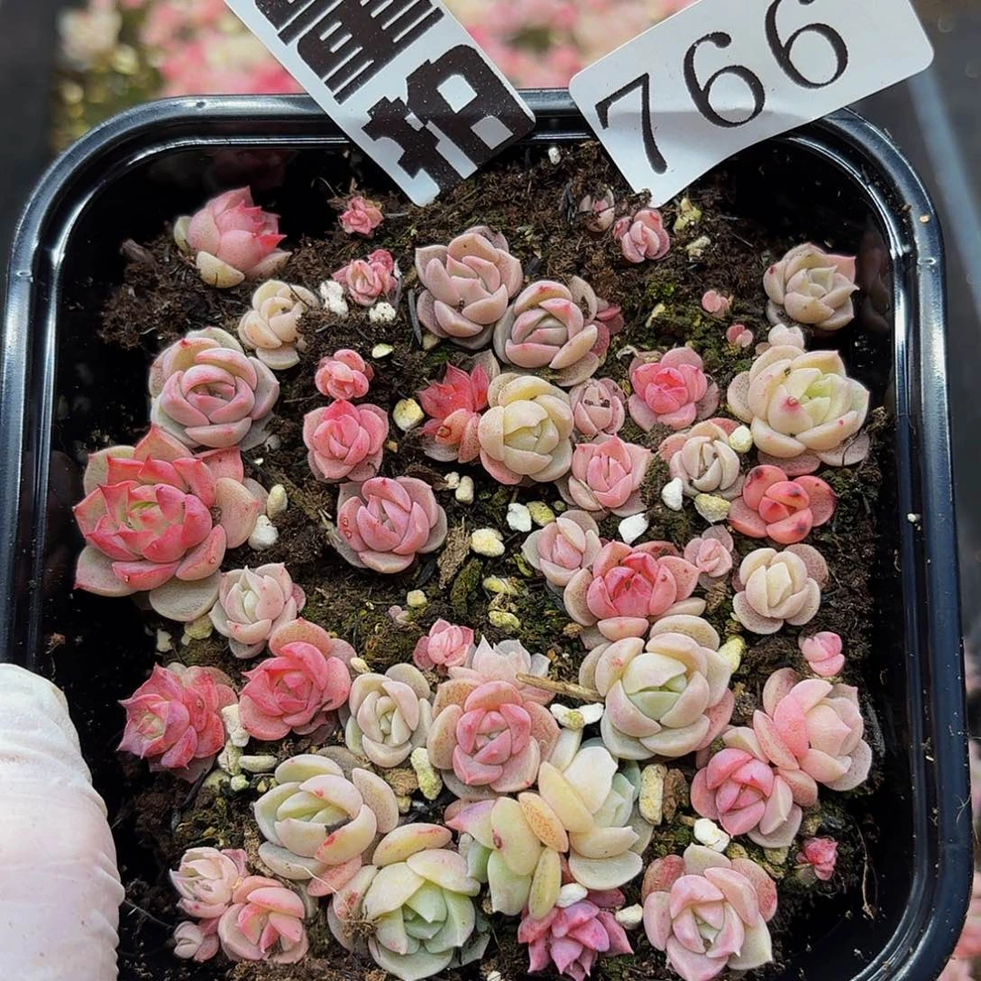 多肉植物多肉植物766量拍