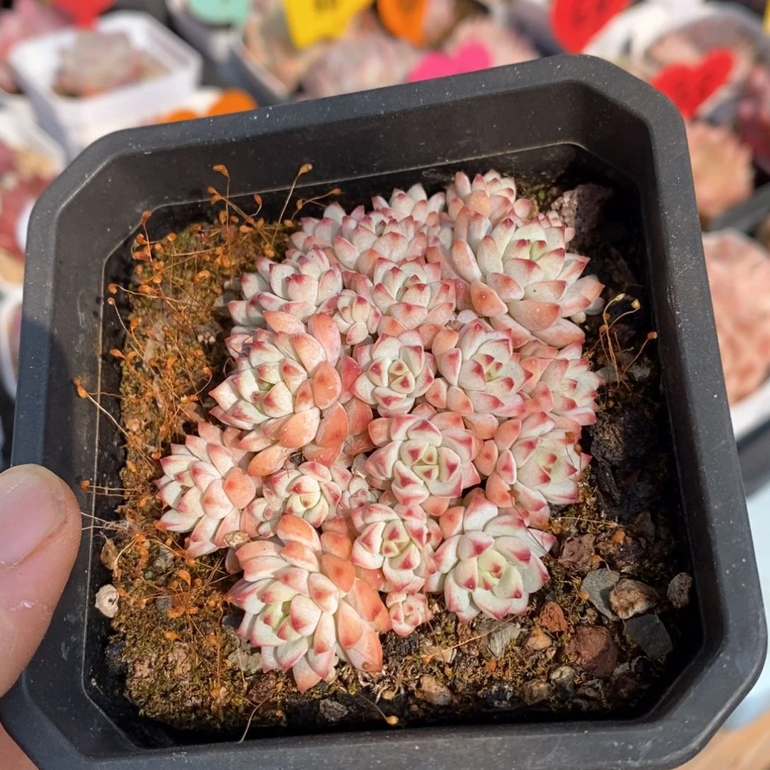 精品多肉一物一拍不包整25