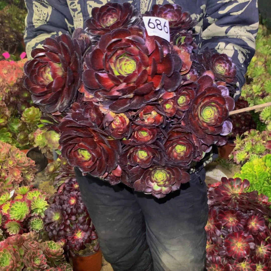 四*法师多肉植物686