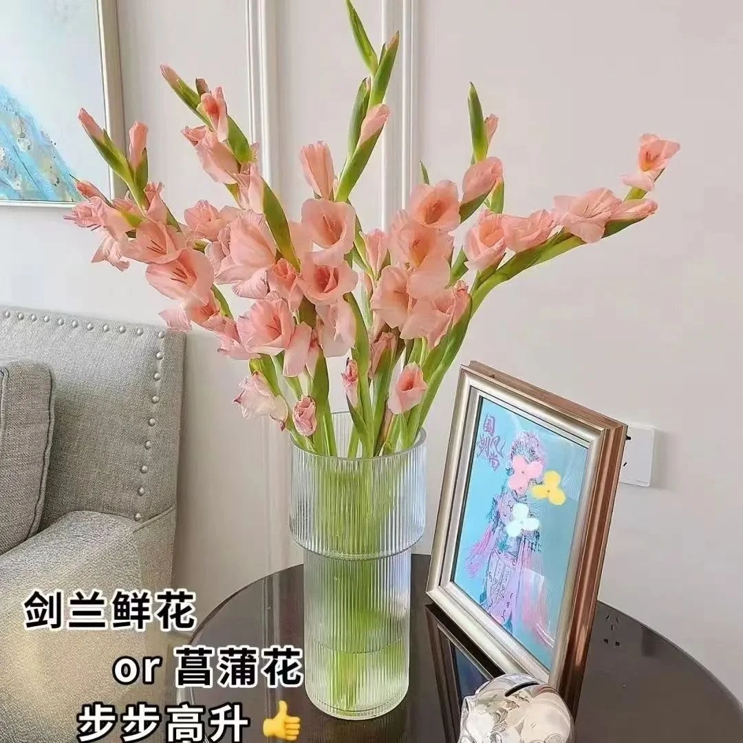 剑兰鲜花水培鲜切花唐菖蒲广州家庭基地客厅插花家用神器通用网红