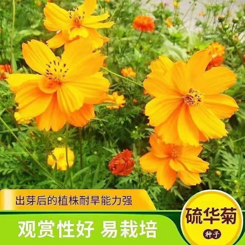 【硫华菊种子】黄波斯菊花种子耐寒室外盆栽阳台庭院鲜花种子