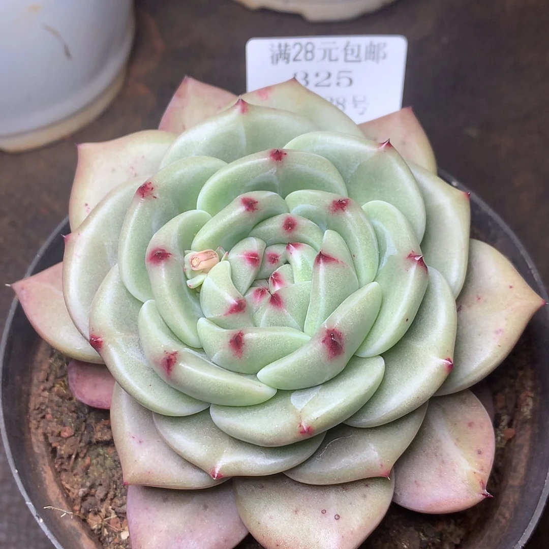 【闪购商品】云325号Q橙10厘米