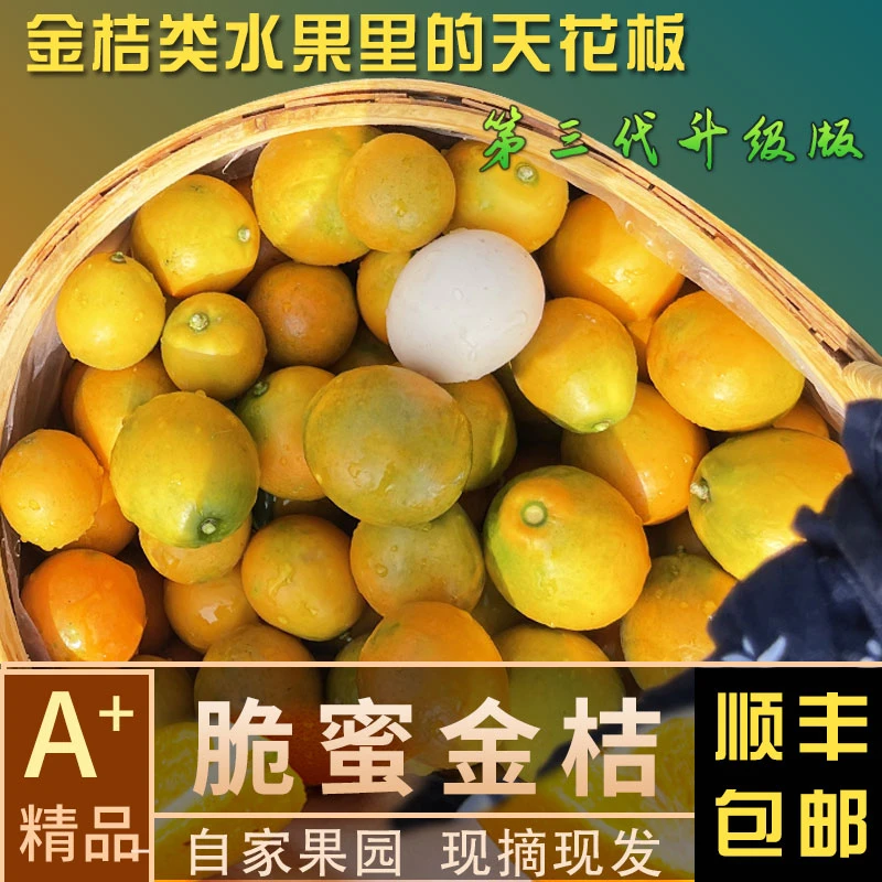 正宗广西第三代脆蜜金桔多汁皮薄纯甜比融安滑皮金桔好吃新鲜水果