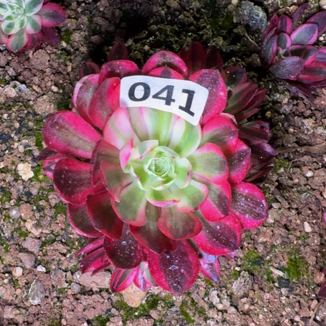 ?****041多肉植物法师锦