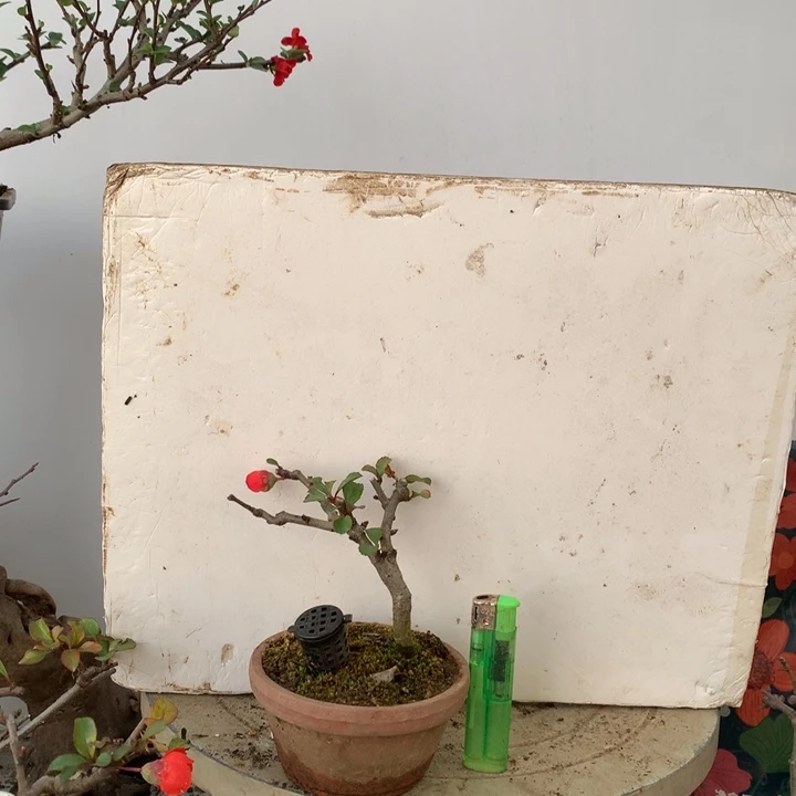 无花朵黄*原生小品