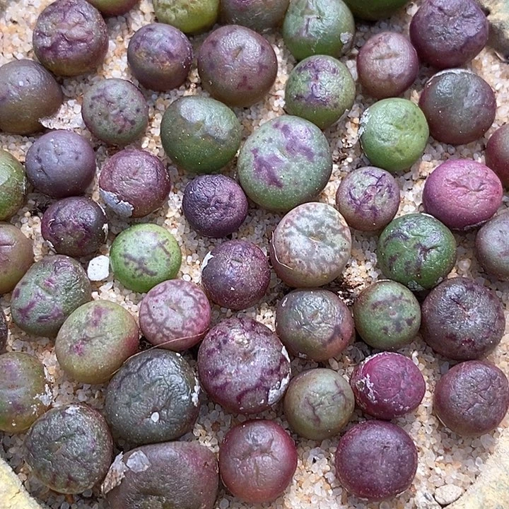 吕红杂猴子一颗