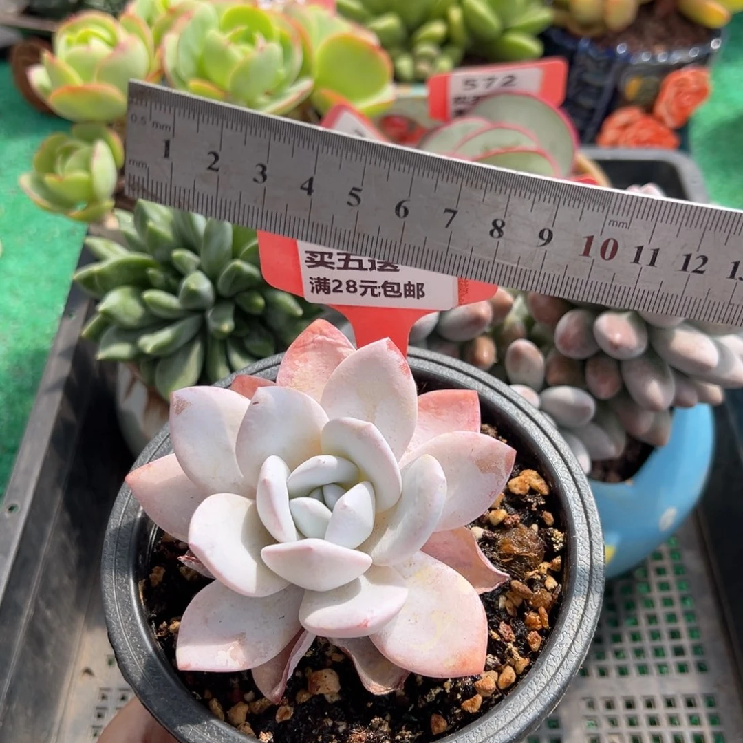 表妹精品多肉植物574.