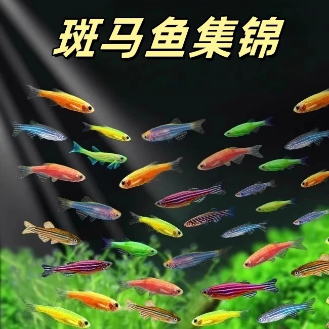 4-5色小型热带观赏鱼斑马鱼新手练手鱼色好养不容易死