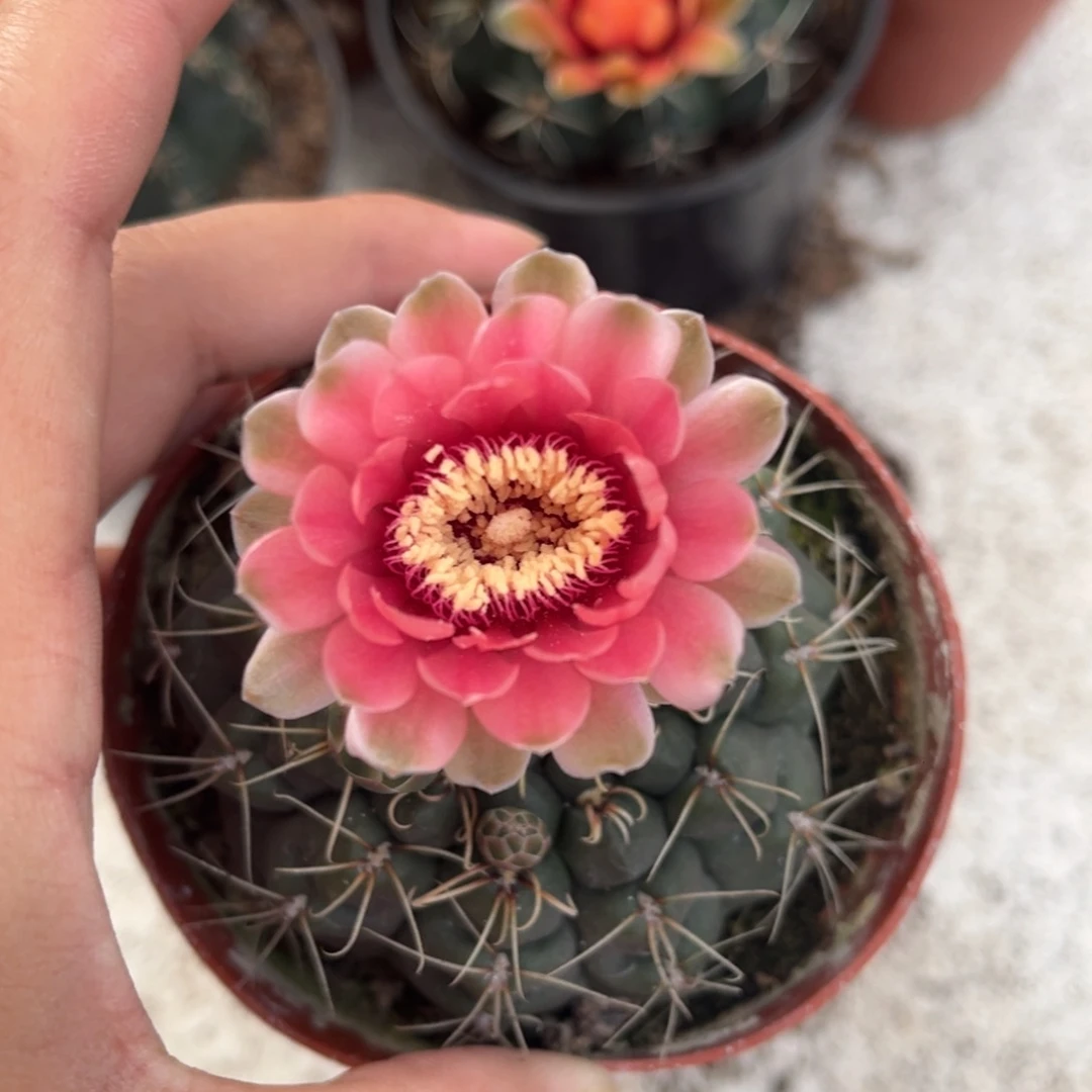 ?****好实生绯花玉仙人球