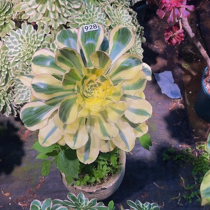 火**凰928多肉法师锦1111