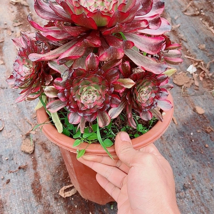 凌波仙子多肉植物大战