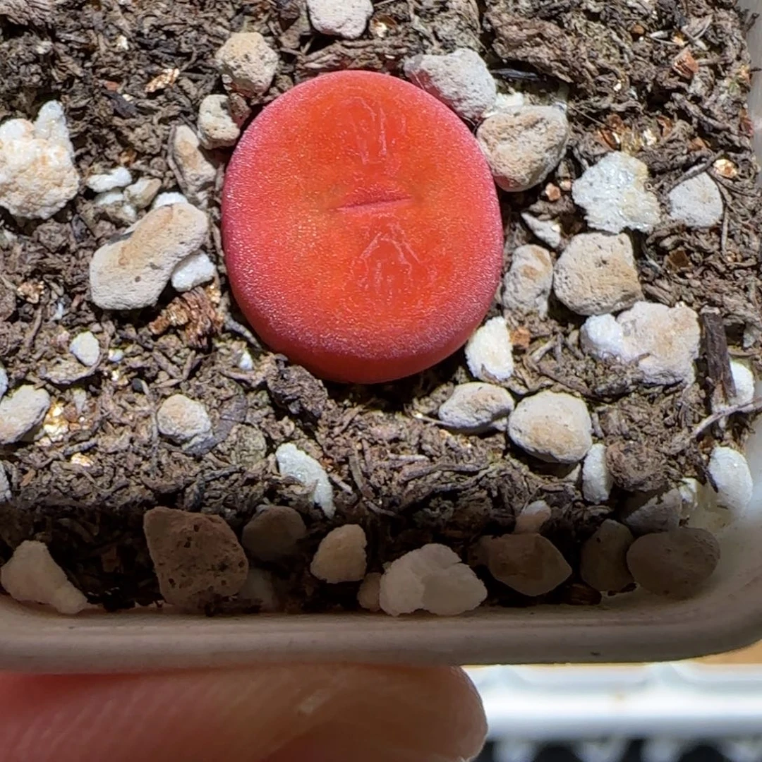 肉锥多肉植物百科-水蜜桃436