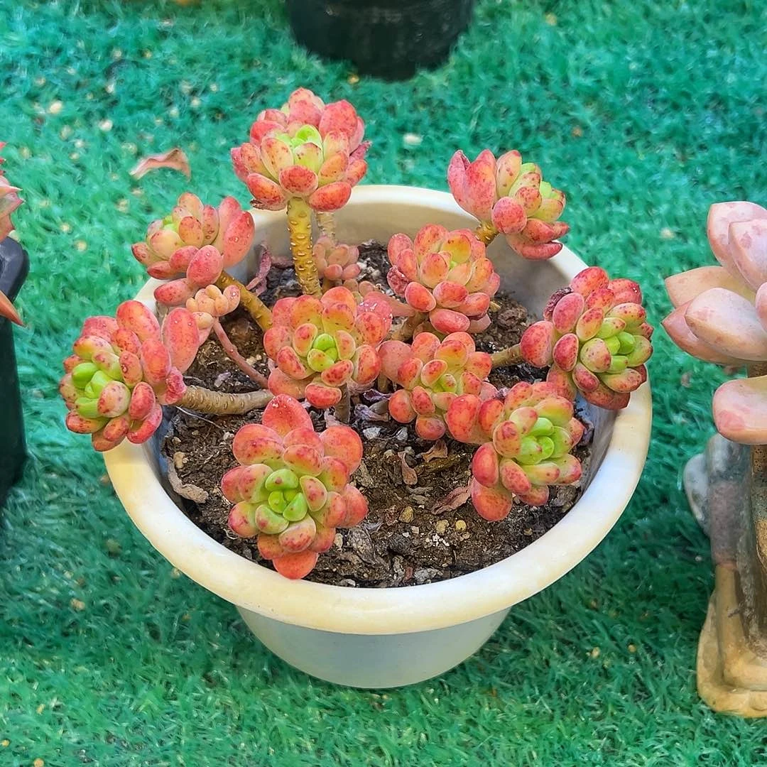 香格里拉，，，，，，，，，，，，