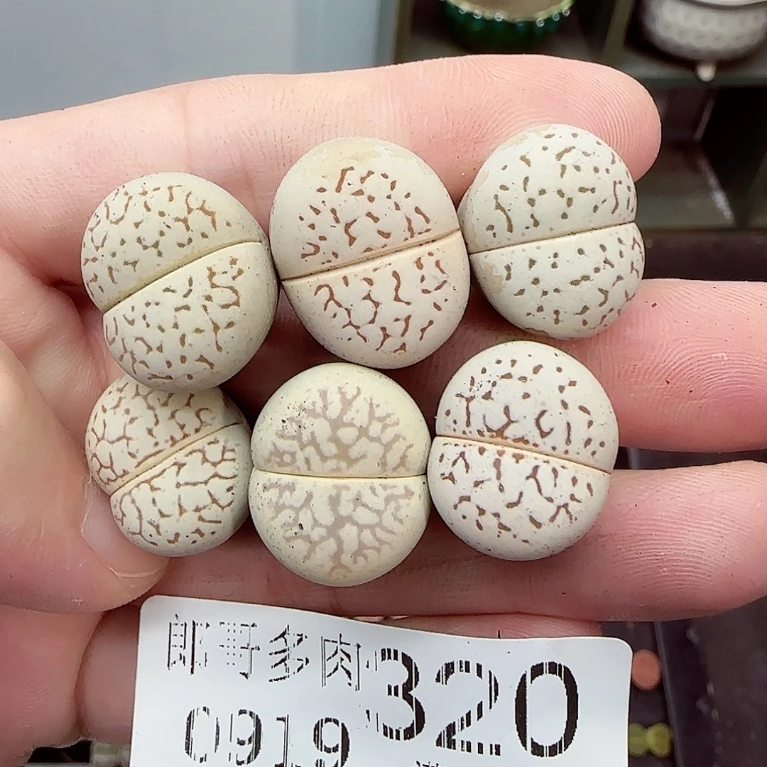 满满18包邮0919-320