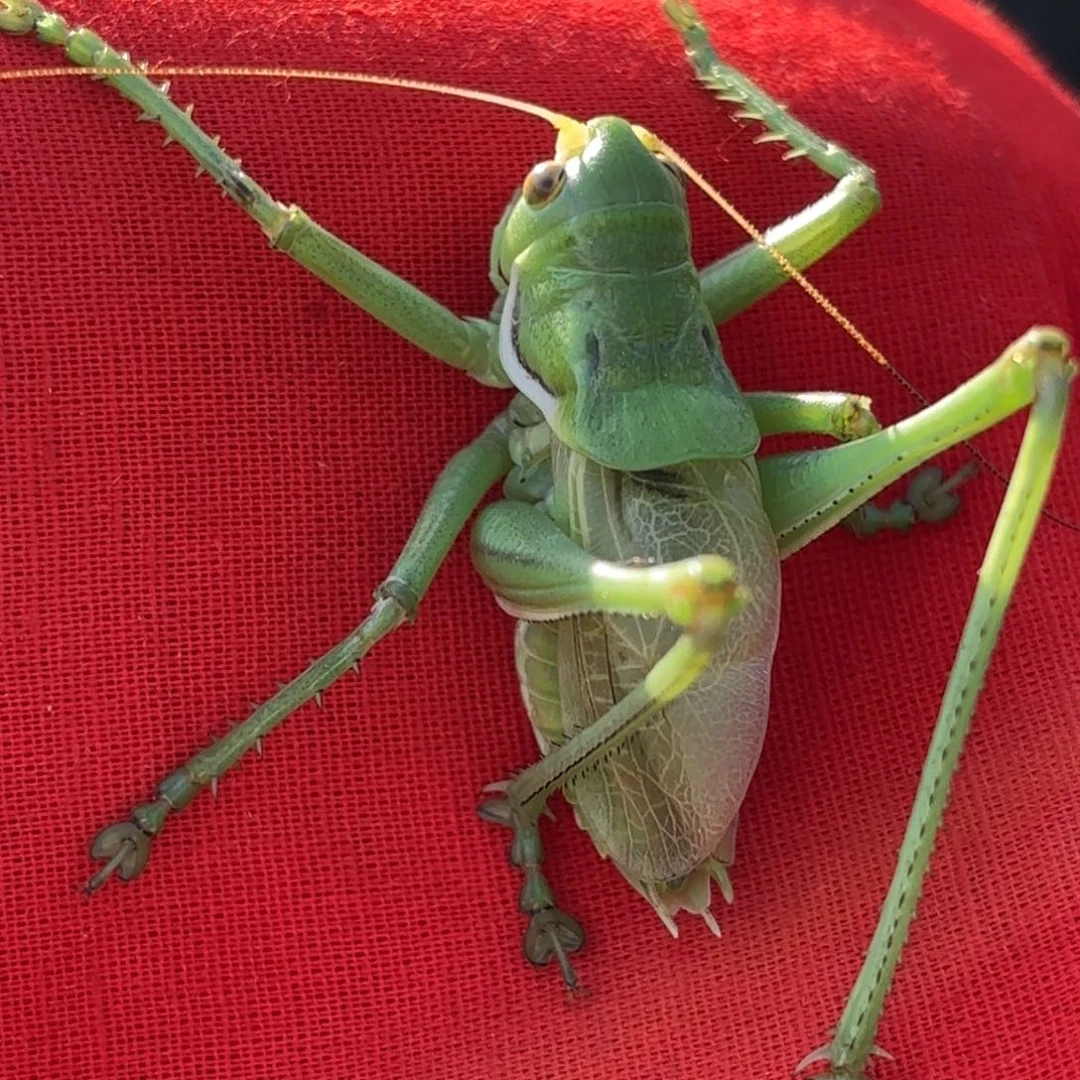 治***切蝈蝈蝈蝈福福价格