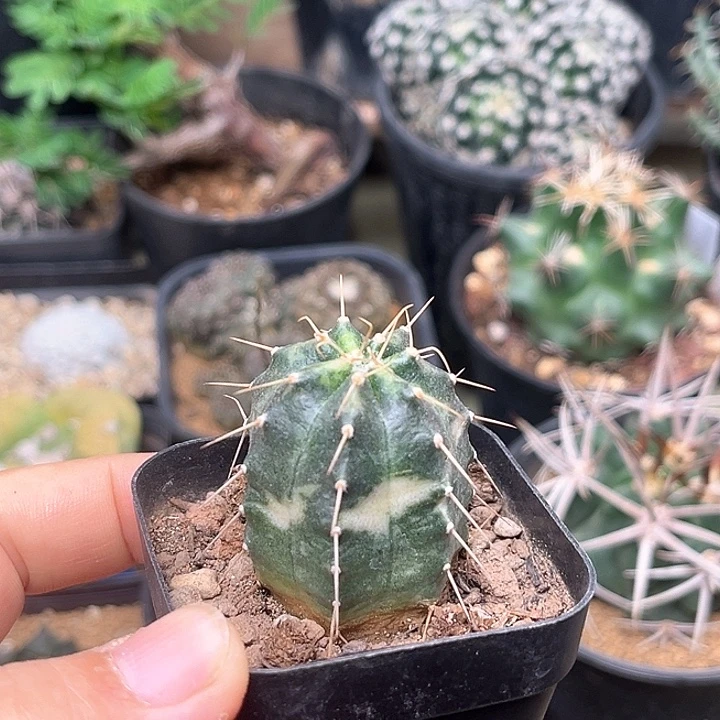 无花朵宇宙殿锦一颗
