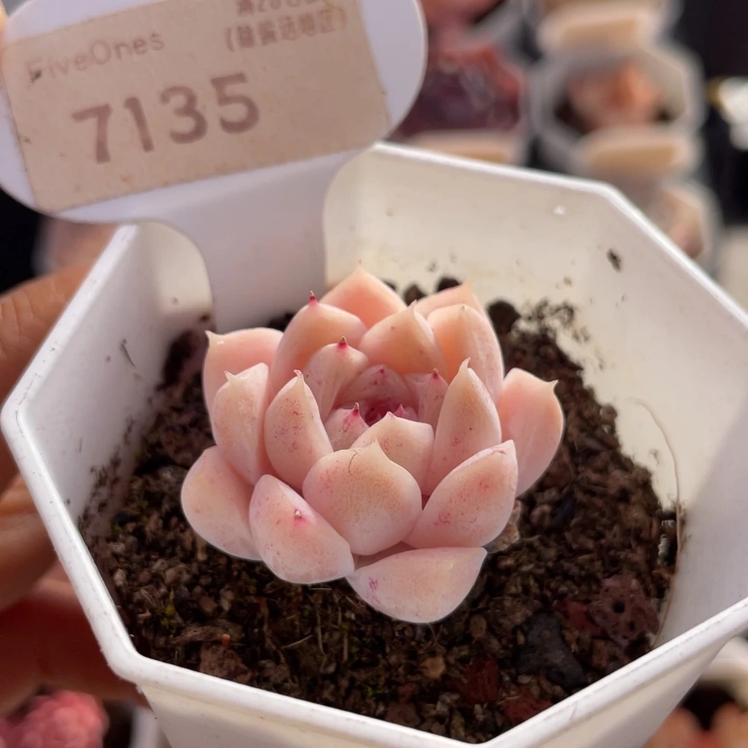 颜如玉7135-3.5厘米