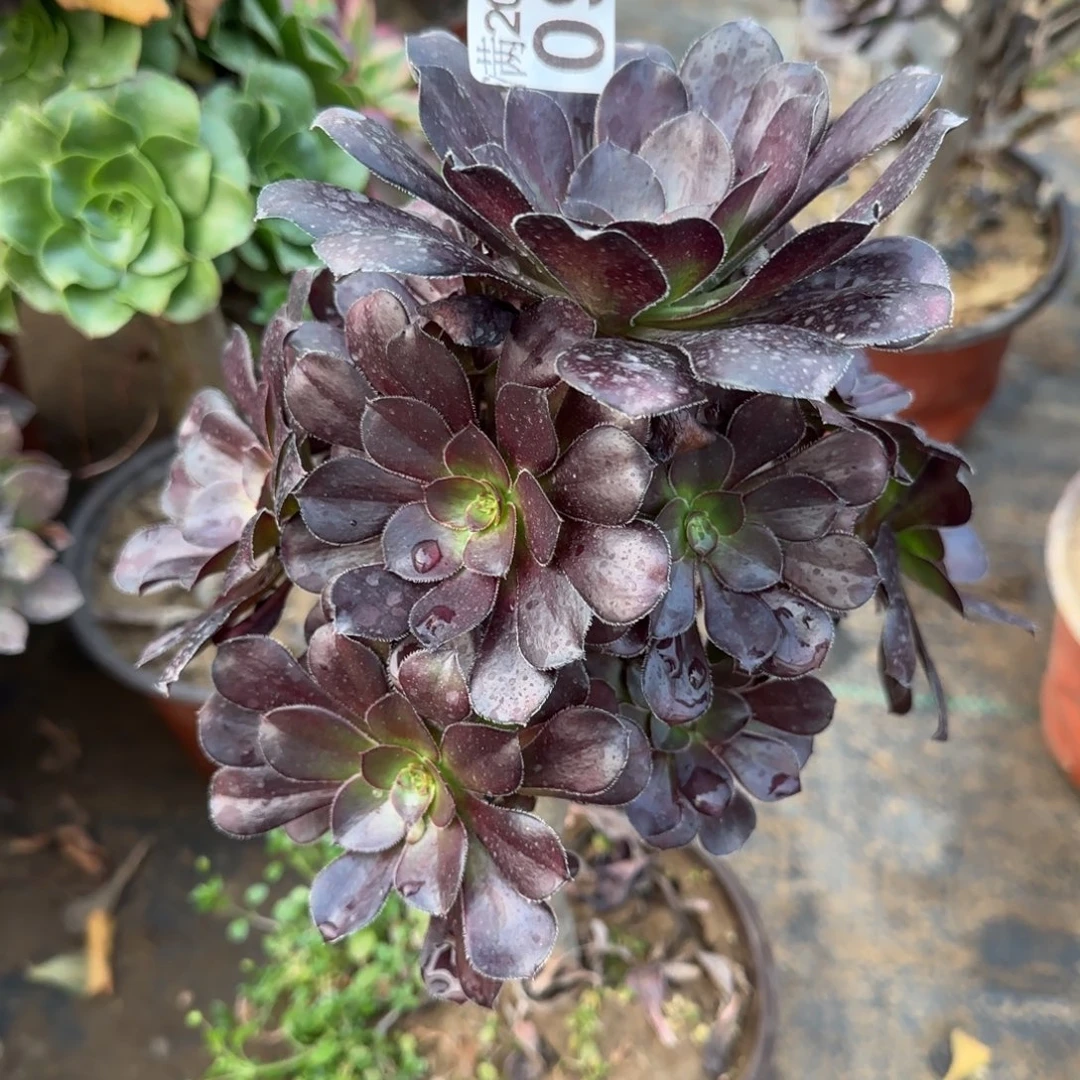 黑圆097满20包邮断枝不包