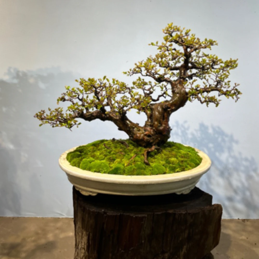 【雀梅】岭南年功盆景